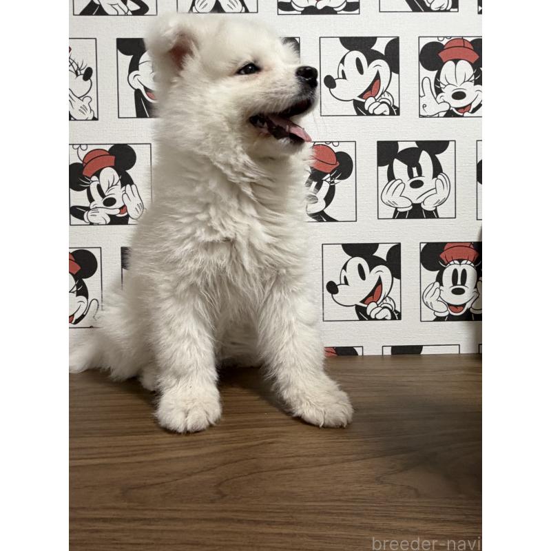 販売中の滋賀県のサモエド-453946の3枚目