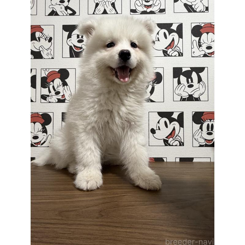 販売中の滋賀県のサモエド-453946の2枚目