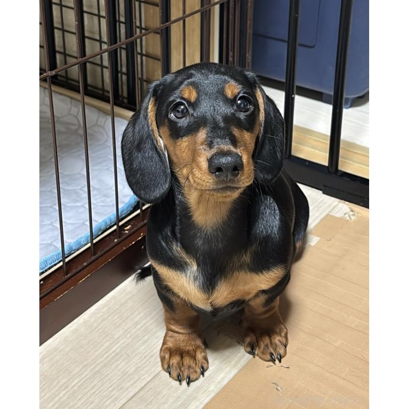 販売中の茨城県のミニチュアダックスフンド(スムースヘアード)-441426