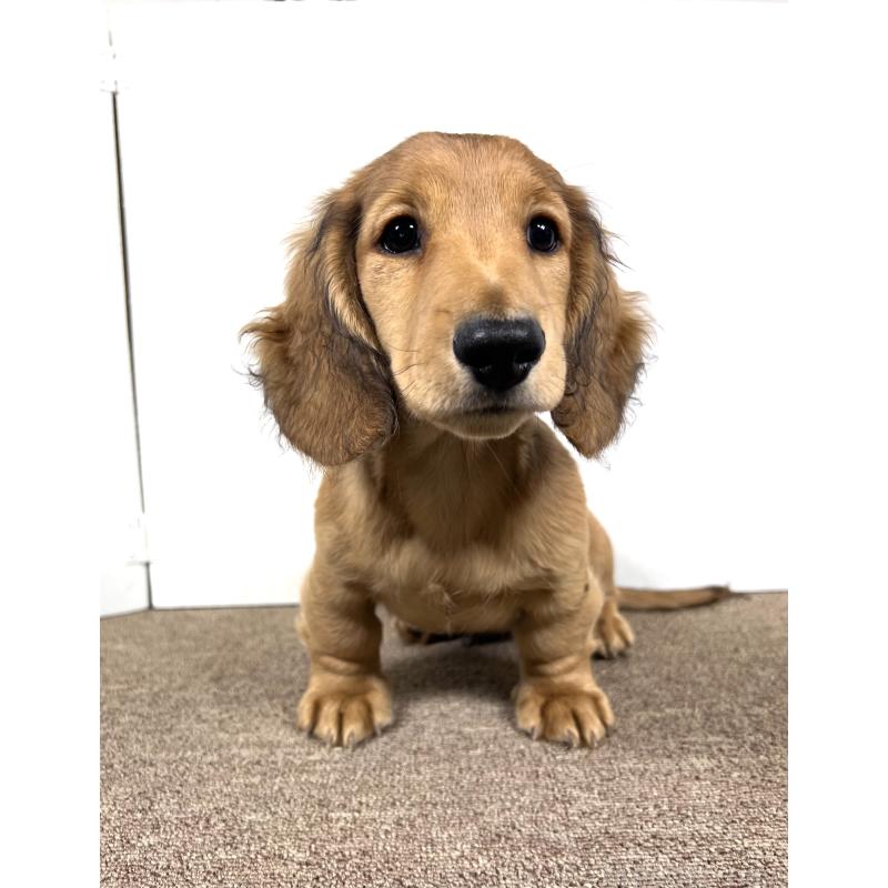 販売中の埼玉県のミニチュアダックスフンド(ロングヘアード)-444749の14枚目