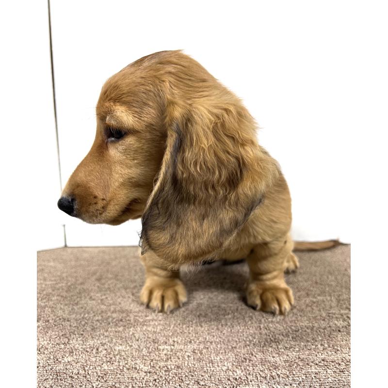 販売中の埼玉県のミニチュアダックスフンド(ロングヘアード)-444749の13枚目