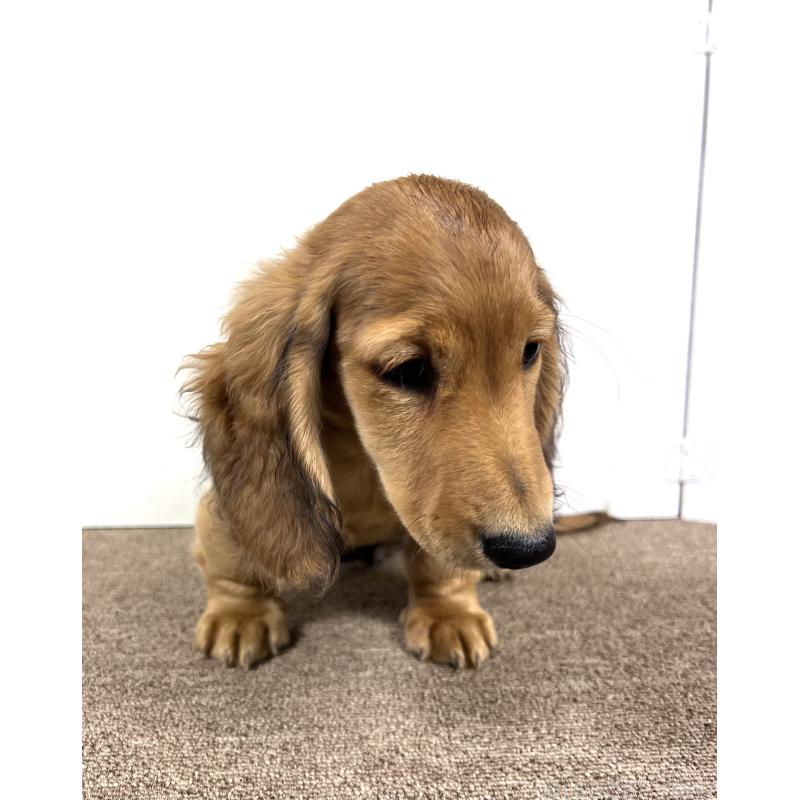 販売中の埼玉県のミニチュアダックスフンド(ロングヘアード)-444749の11枚目