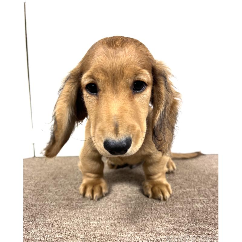 販売中の埼玉県のミニチュアダックスフンド(ロングヘアード)-444749の9枚目