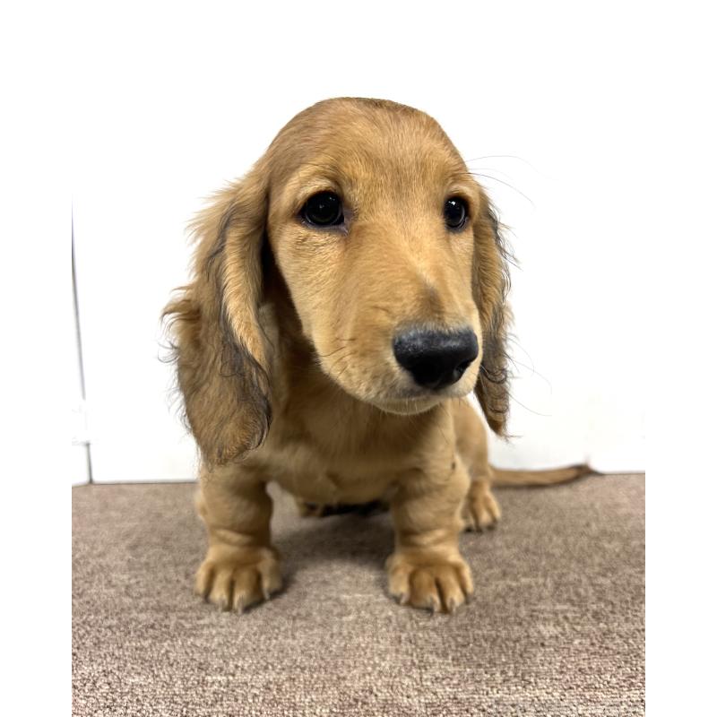 販売中の埼玉県のミニチュアダックスフンド(ロングヘアード)-444749の8枚目