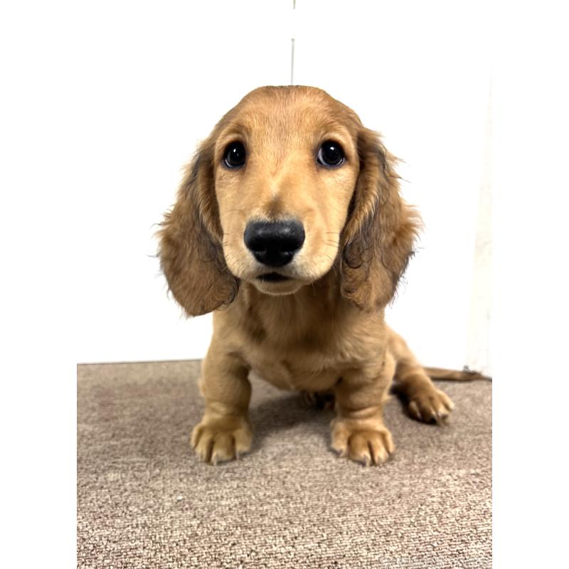 販売中の埼玉県のミニチュアダックスフンド(ロングヘアード)-444749の6枚目