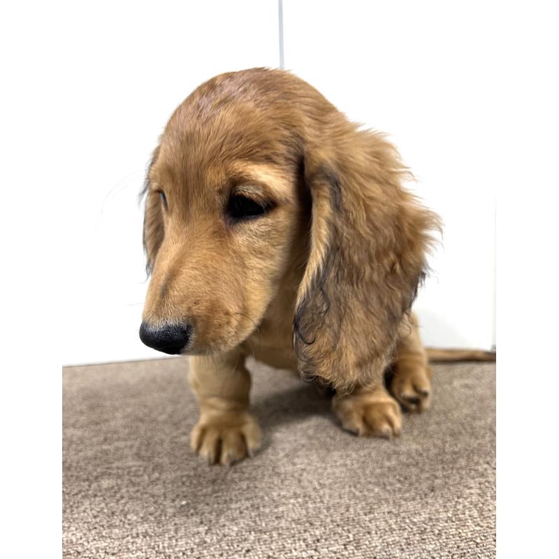 販売中の埼玉県のミニチュアダックスフンド(ロングヘアード)-444749の5枚目