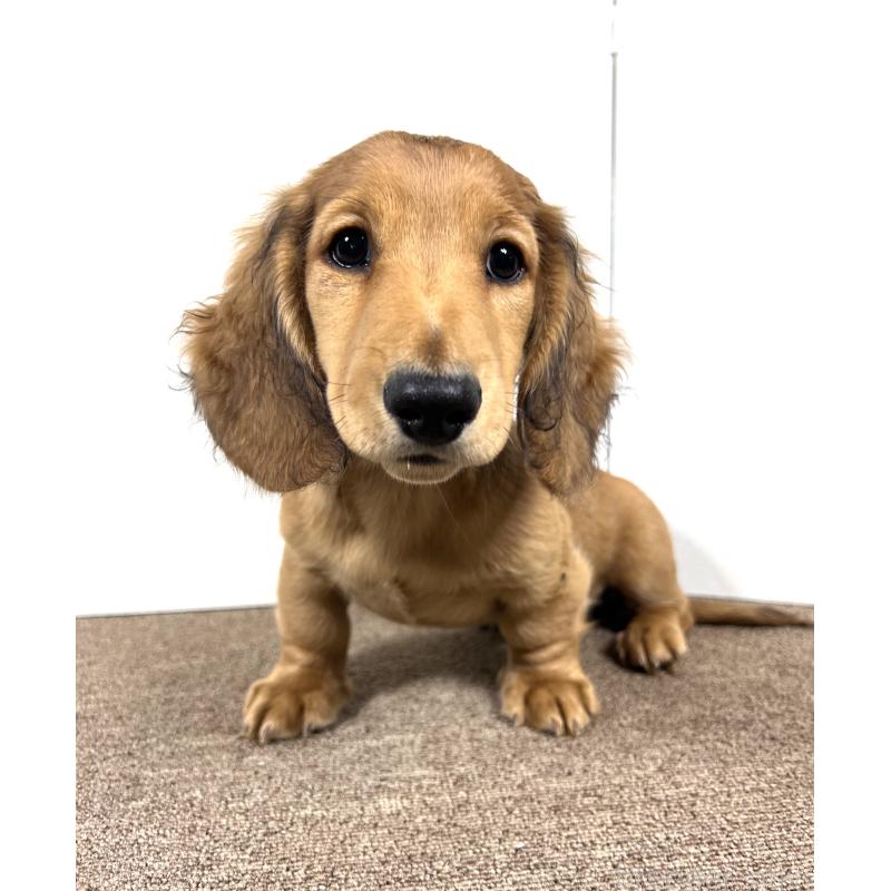 販売中の埼玉県のミニチュアダックスフンド(ロングヘアード)-444749の4枚目