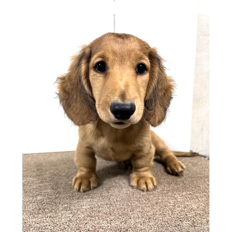 販売中の埼玉県のミニチュアダックスフンド(ロングヘアード)-444749の3枚目