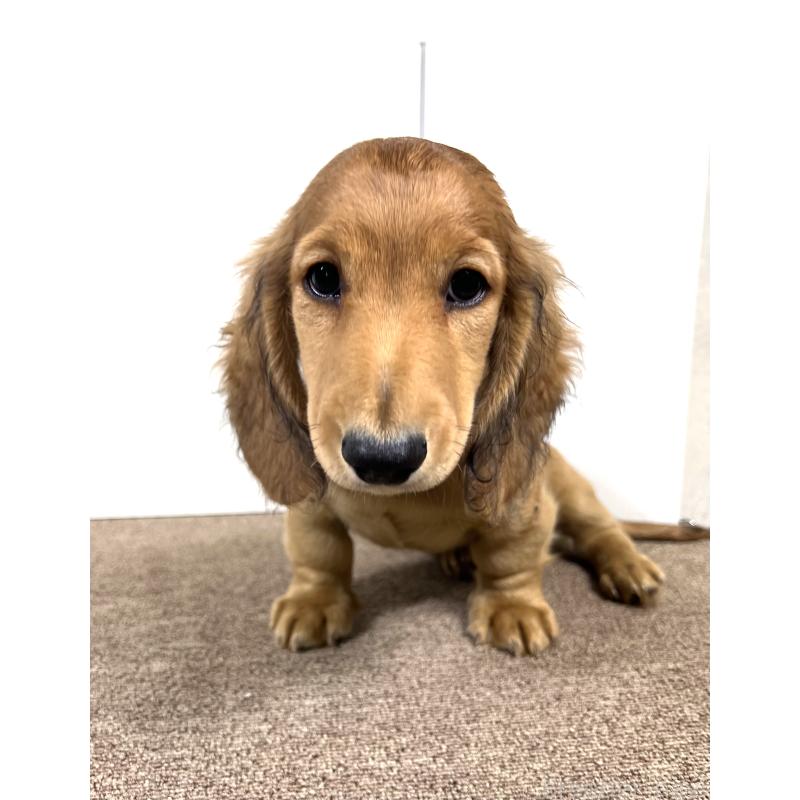 販売中の埼玉県のミニチュアダックスフンド(ロングヘアード)-444749の2枚目