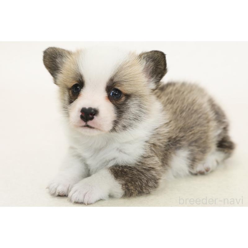 販売中の神奈川県のウェルシュコーギーペンブローク-450389