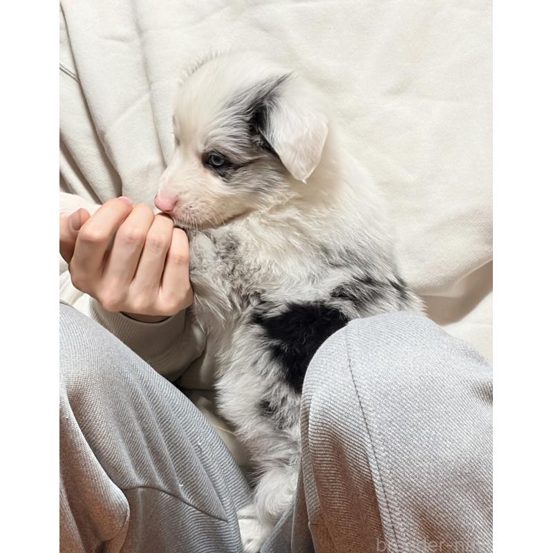 販売中の埼玉県のボーダーコリー-453950の7枚目