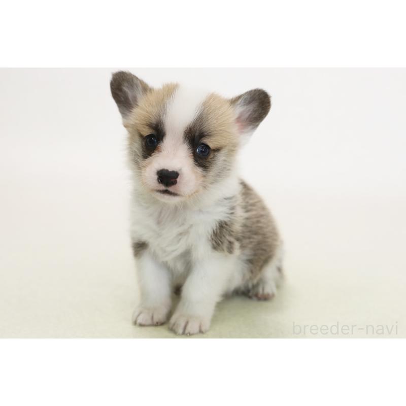 販売中の神奈川県のウェルシュコーギーペンブローク-450390