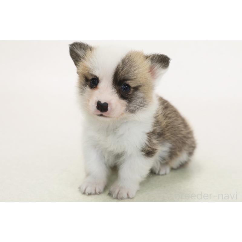 販売中の神奈川県のウェルシュコーギーペンブローク-450393