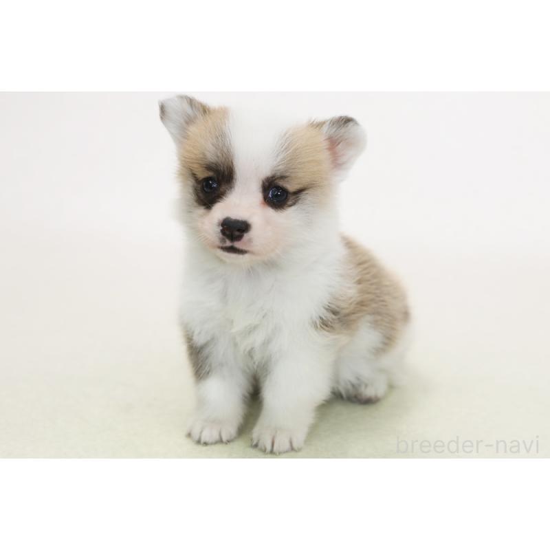 販売中の神奈川県のウェルシュコーギーペンブローク-450394