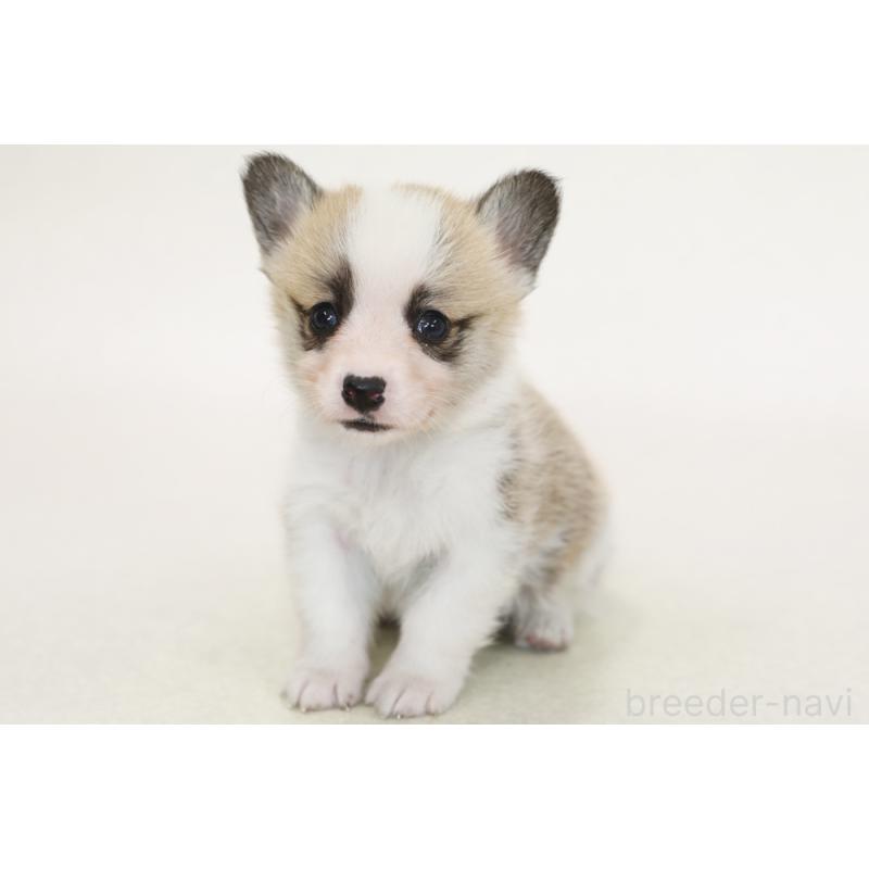 販売中の神奈川県のウェルシュコーギーペンブローク-450395