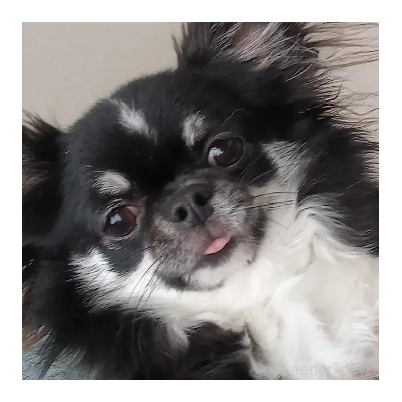 販売中の山口県のチワワ(ロングコート)-453947の2枚目