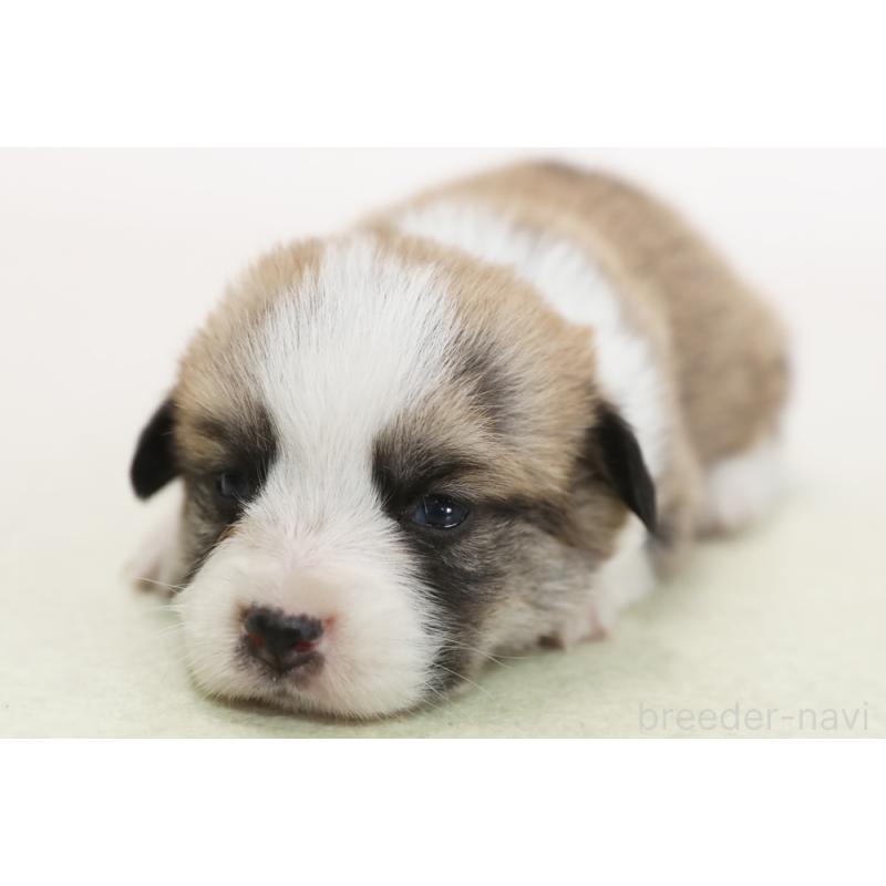 販売中の神奈川県のウェルシュコーギーペンブローク-453817