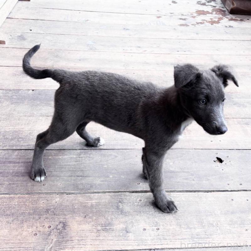 販売中の千葉県のミックス犬-445448の7枚目