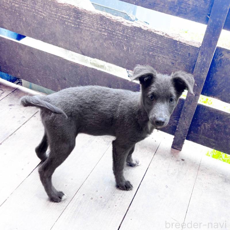 販売中の千葉県のミックス犬-445448の6枚目