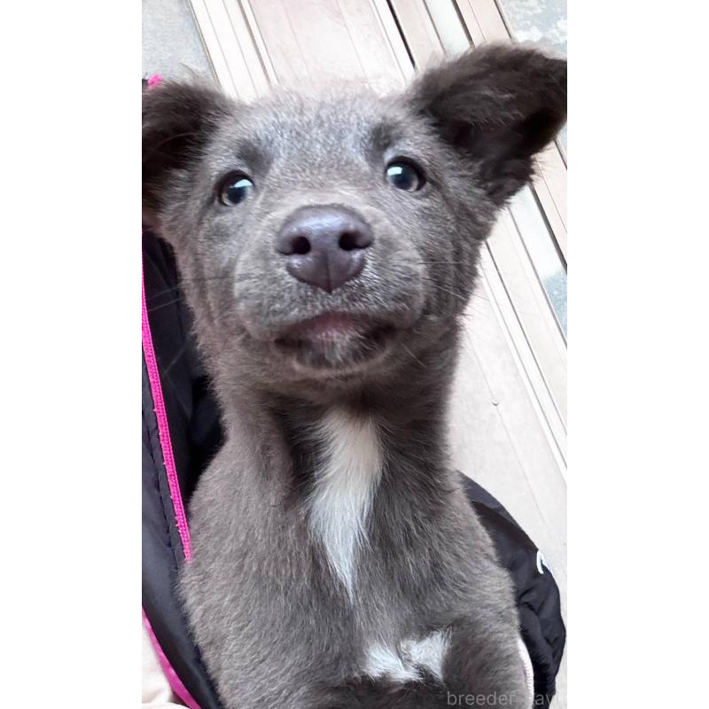 販売中の千葉県のミックス犬-445448の5枚目