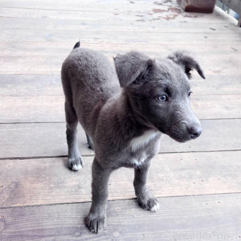 販売中の千葉県のミックス犬-445448の4枚目