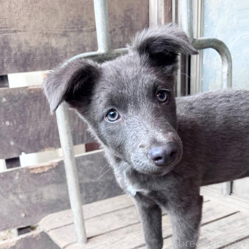 販売中の千葉県のミックス犬-445448の3枚目