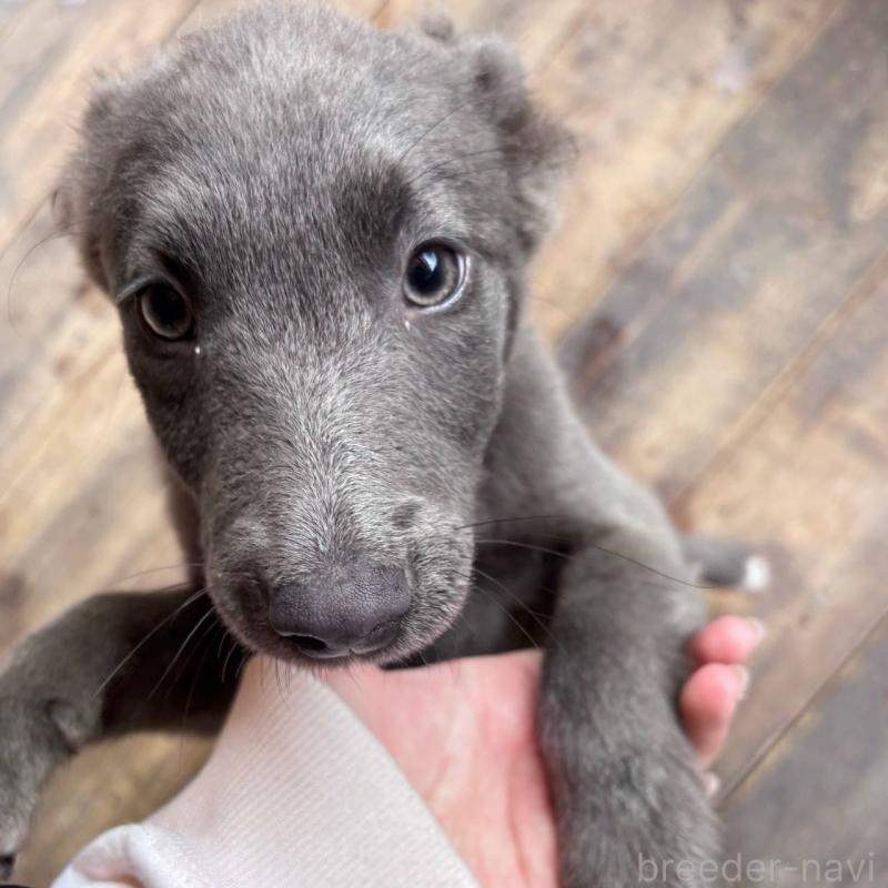 販売中の千葉県のミックス犬-445448の2枚目