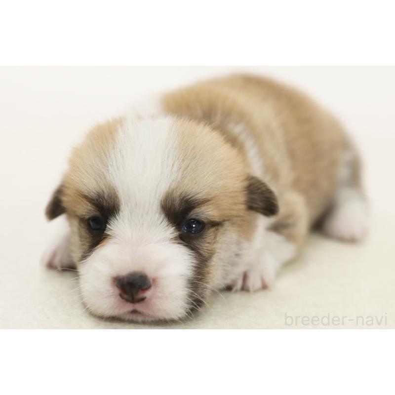 販売中の神奈川県のウェルシュコーギーペンブローク-453818