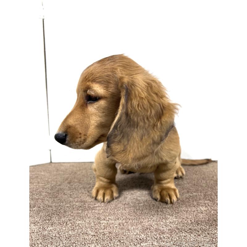 販売中の埼玉県のミニチュアダックスフンド(ロングヘアード)-444750の14枚目