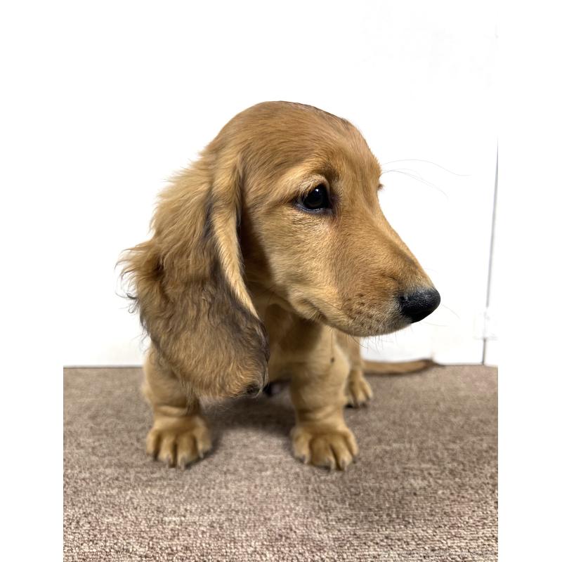 販売中の埼玉県のミニチュアダックスフンド(ロングヘアード)-444750の12枚目