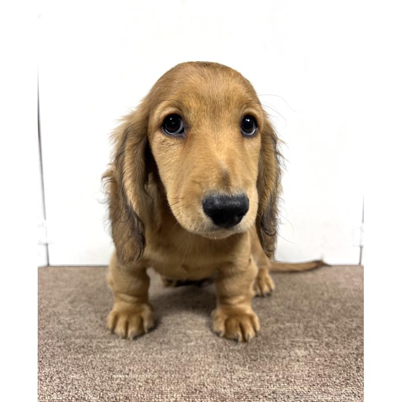 販売中の埼玉県のミニチュアダックスフンド(ロングヘアード)-444750の11枚目