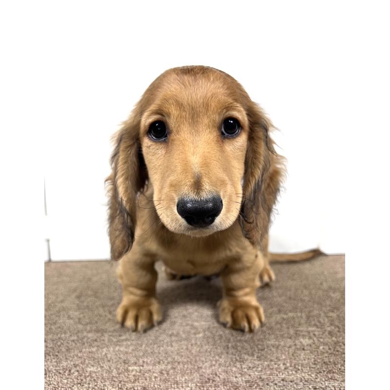 販売中の埼玉県のミニチュアダックスフンド(ロングヘアード)-444750の9枚目