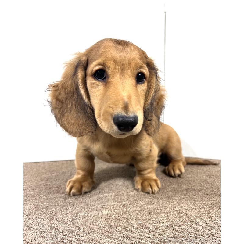 販売中の埼玉県のミニチュアダックスフンド(ロングヘアード)-444750の8枚目