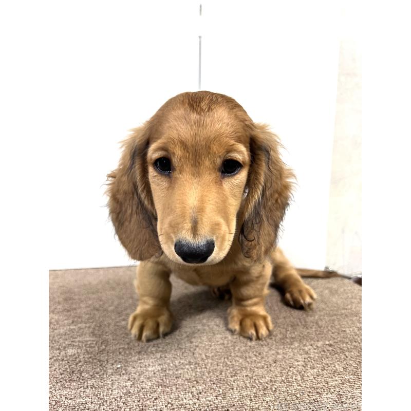 販売中の埼玉県のミニチュアダックスフンド(ロングヘアード)-444750の7枚目