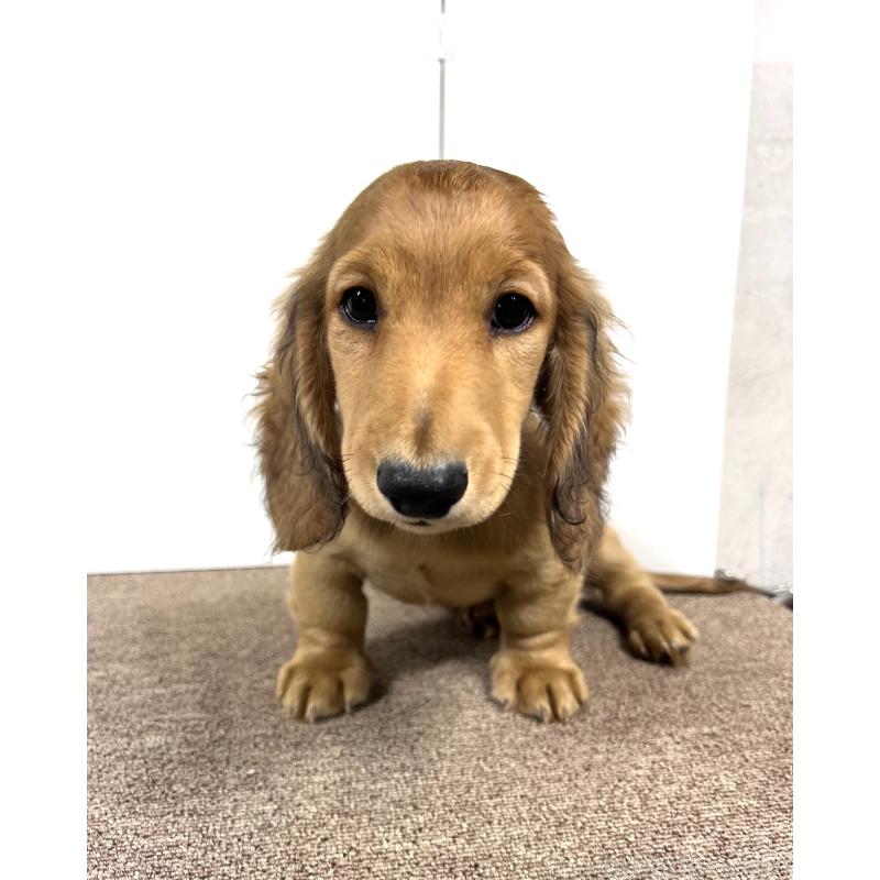 販売中の埼玉県のミニチュアダックスフンド(ロングヘアード)-444750の4枚目