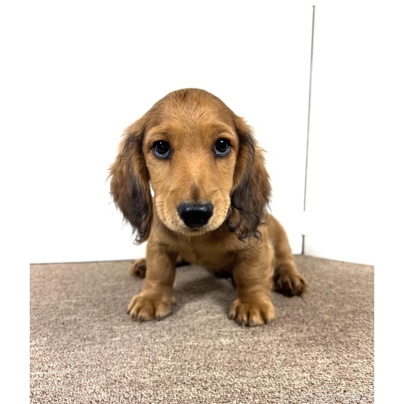 販売中の埼玉県のミニチュアダックスフンド(ロングヘアード)-444750の3枚目