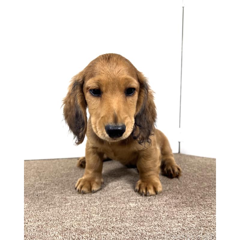 販売中の埼玉県のミニチュアダックスフンド(ロングヘアード)-444750の2枚目