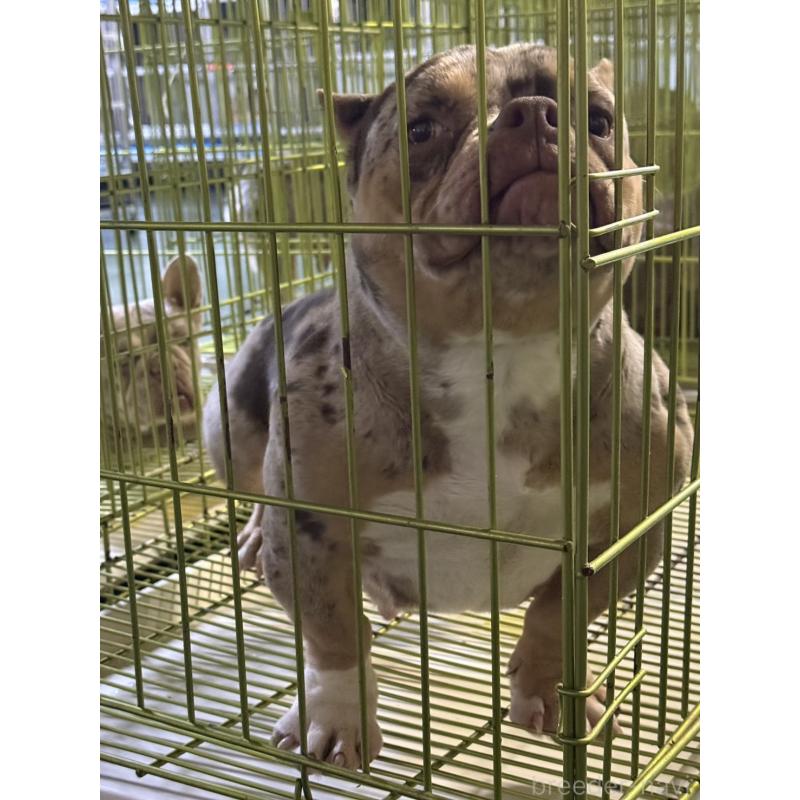 販売中の茨城県のエキゾチックブリー-453949の2枚目