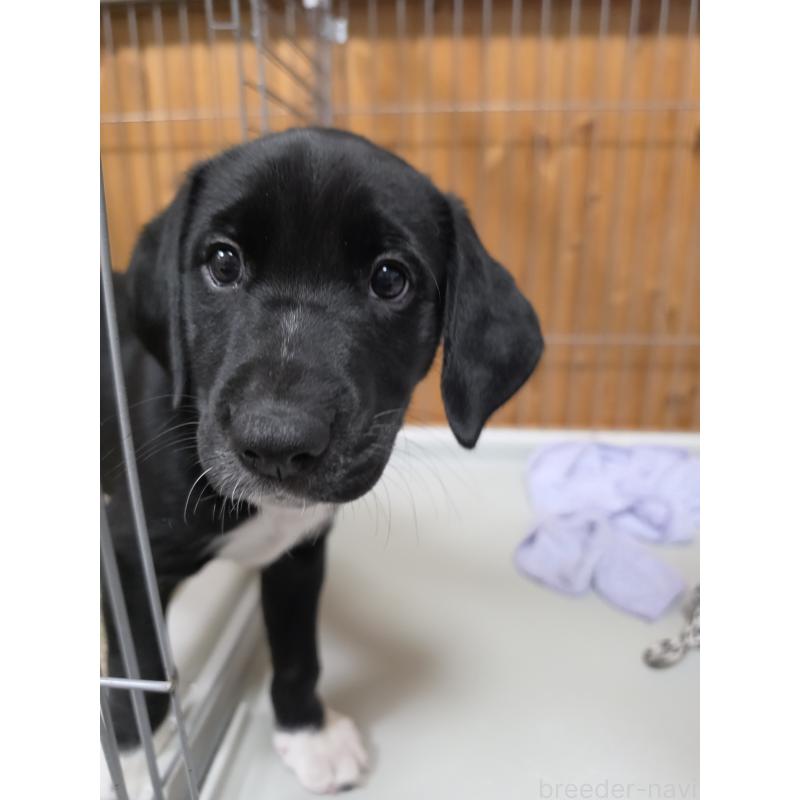 販売中の群馬県のミックス犬-453951の8枚目