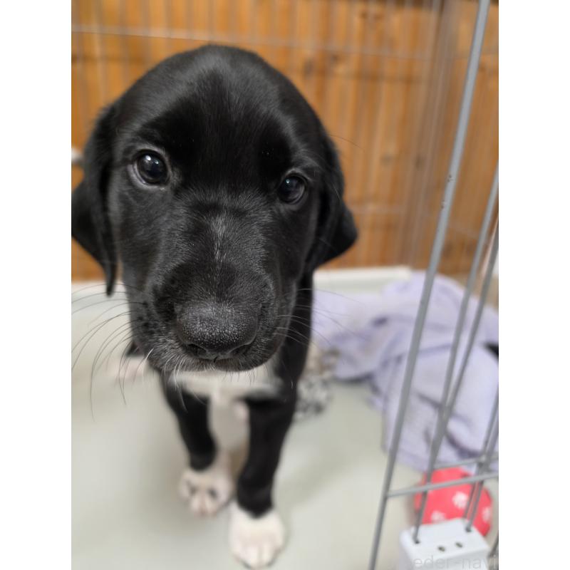 販売中の群馬県のミックス犬-453951の7枚目