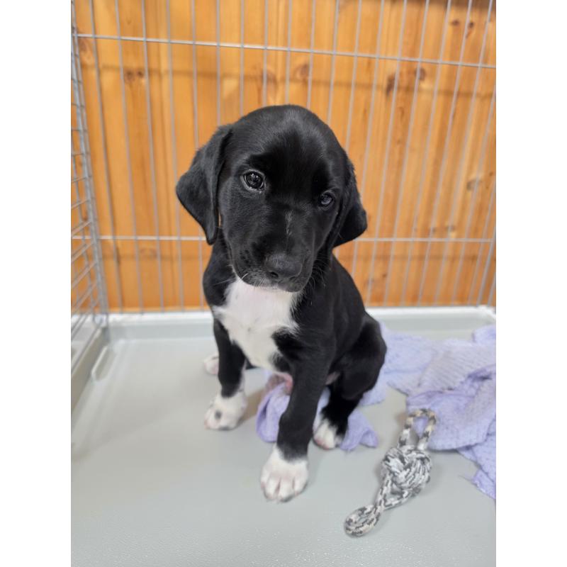 販売中の群馬県のミックス犬-453951の6枚目