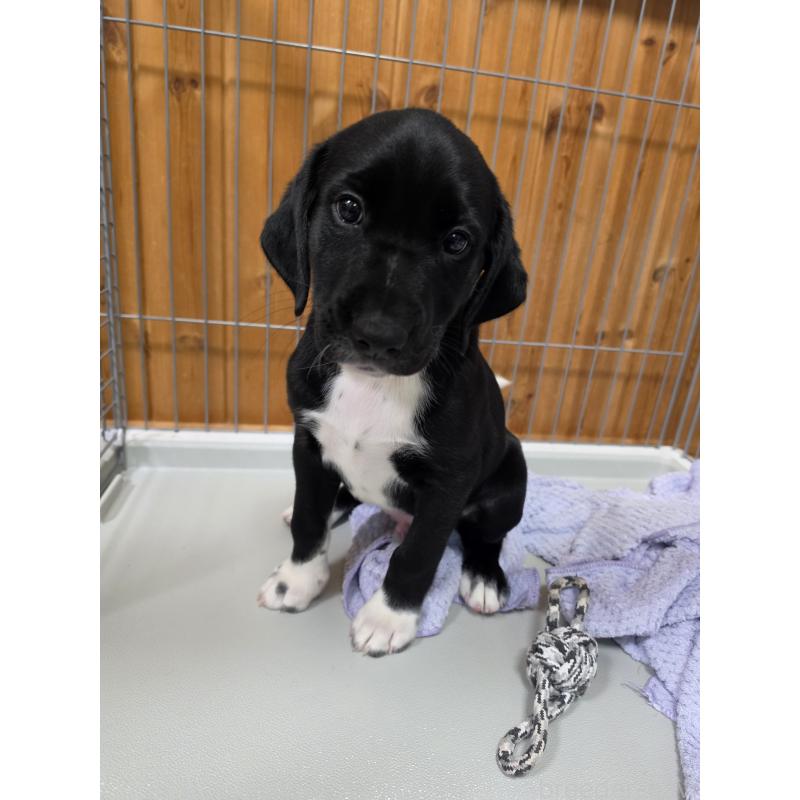 販売中の群馬県のミックス犬-453951の5枚目