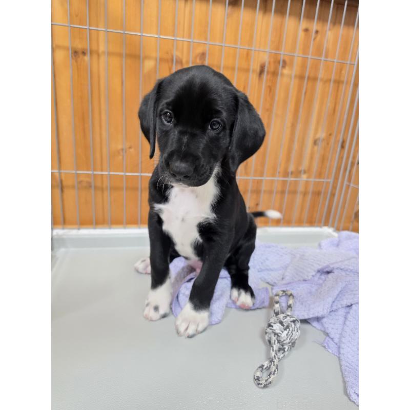 販売中の群馬県のミックス犬-453951の4枚目