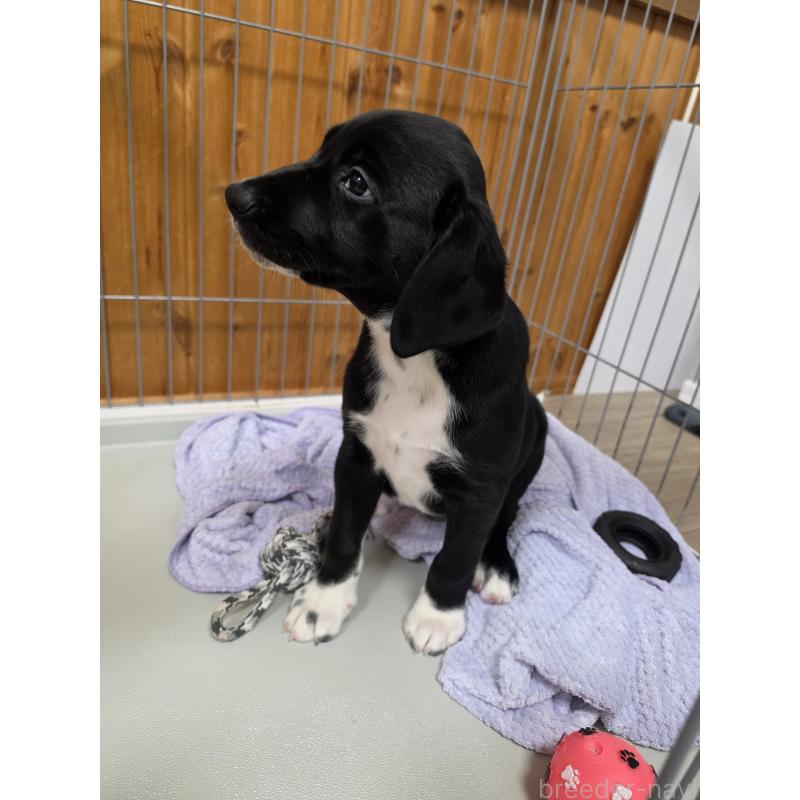 販売中の群馬県のミックス犬-453951の3枚目