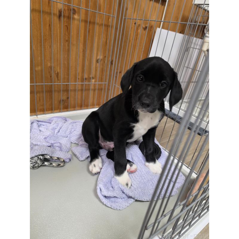 販売中の群馬県のミックス犬-453951の2枚目