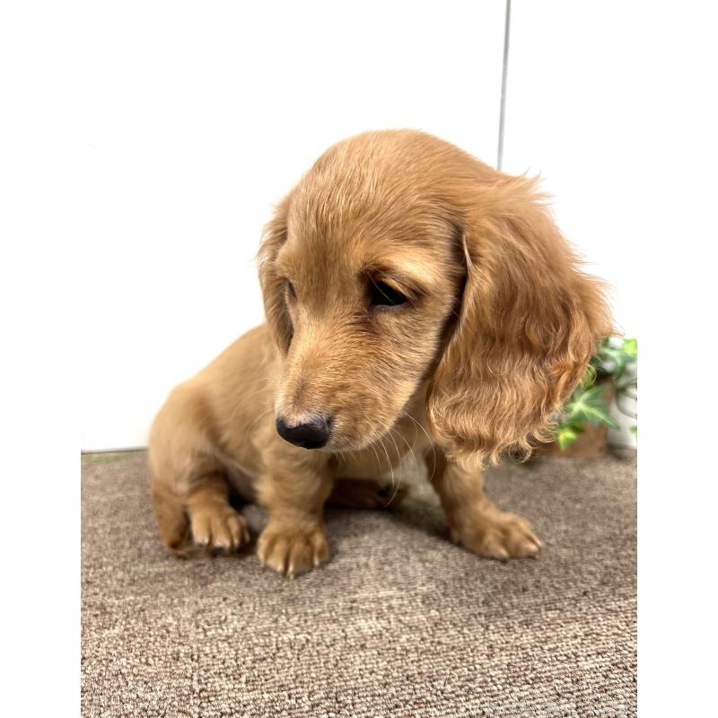 販売中の埼玉県のミニチュアダックスフンド(ロングヘアード)-444744の15枚目