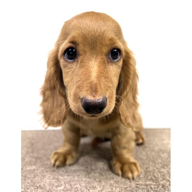 販売中の埼玉県のミニチュアダックスフンド(ロングヘアード)-444744の14枚目