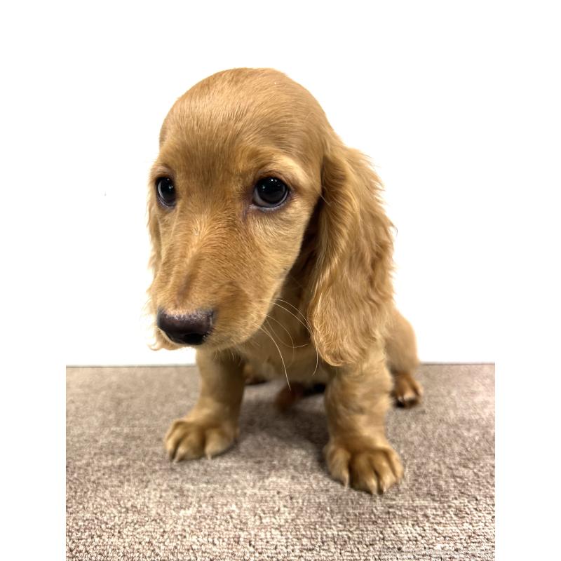 販売中の埼玉県のミニチュアダックスフンド(ロングヘアード)-444744の13枚目