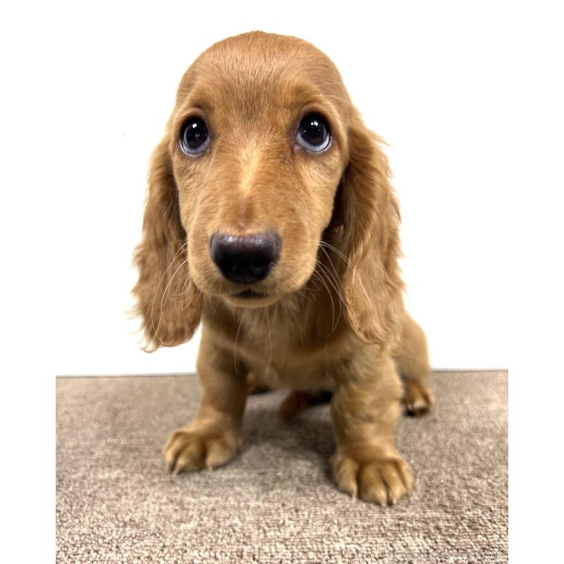 販売中の埼玉県のミニチュアダックスフンド(ロングヘアード)-444744の12枚目