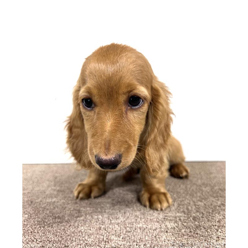 販売中の埼玉県のミニチュアダックスフンド(ロングヘアード)-444744の11枚目